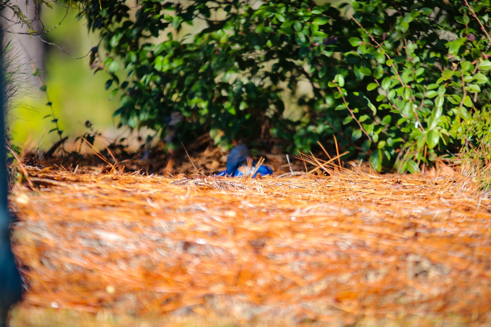 Eastern Bluebird in the Pine Straw