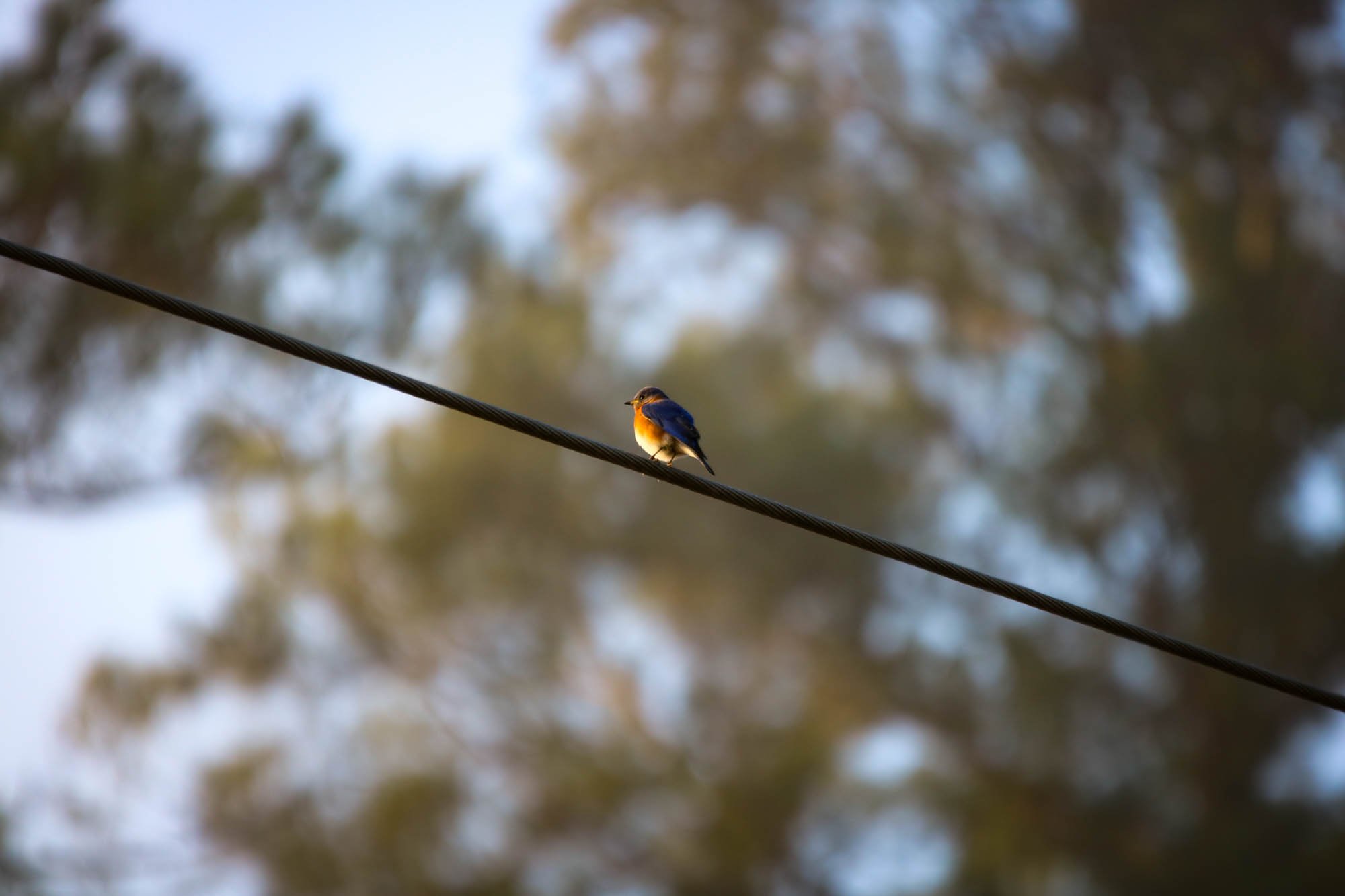 Bluebird perched on an electrical wire just above a nesting spot.