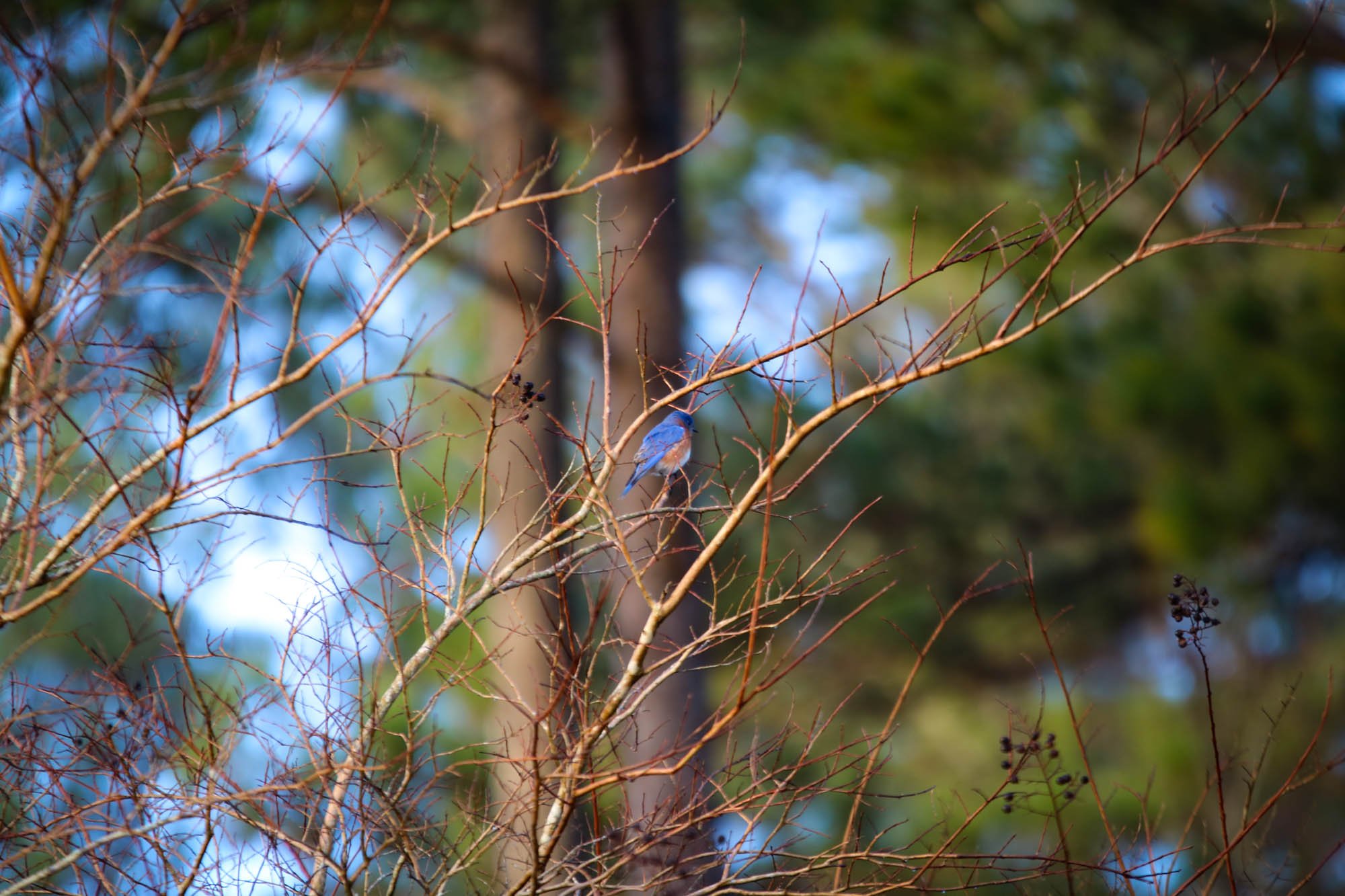 This bluebird is enjoying an elevated perch on an ornamental tree.