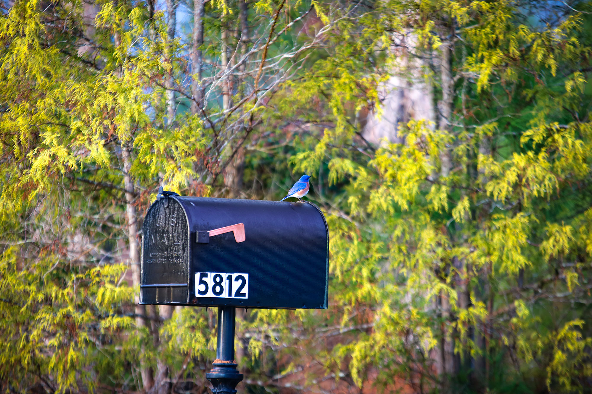 Even the Birds Know Spring is a Good Time to Move In to a New Home at Savannah Lakes